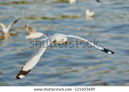 flying seagulls in the sea