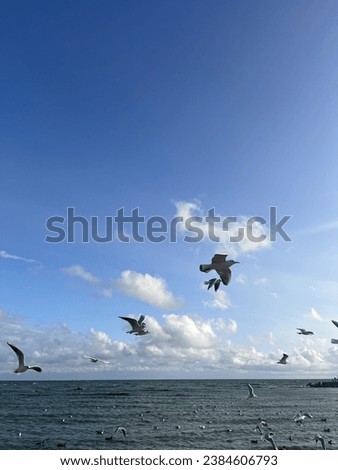 Flying seagulls at the seashore , blue sky with white clouds, big seagulls