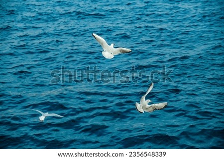 Similar – Image, Stock Photo formation seagulls Ocean