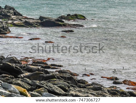 Similar – Foto Bild Möwe geht auf einer Buhne auf Borkum aufs Meer zu