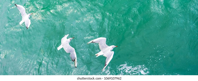 Flying Seagulls, Top View Silhouette. Bird Flies Over The Sea. Seagulls Hover Over Deep Blue Sea. Gull Hunting Down Fish. Gull Over Boundless Expanse Air. Free Flight.