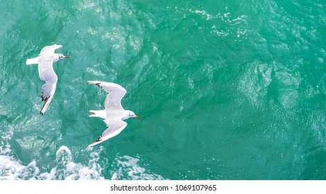 Flying Seagulls, Top View Silhouette. Bird Flies Over The Sea. Seagulls Hover Over Deep Blue Sea. Gull Hunting Down Fish. Gull Over Boundless Expanse Air. Free Flight.