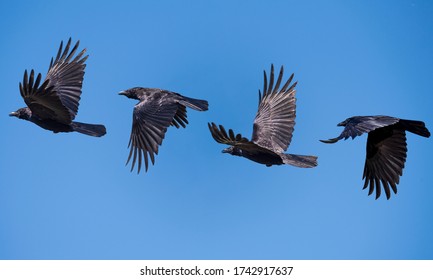 flying sequence of a crow against a blue clear sky - Shutterstock ID 1742917637