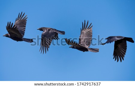 flying sequence of a crow against a blue clear sky