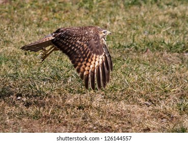 Flying Sharp Shinned Hawk