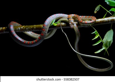 Flying Snake