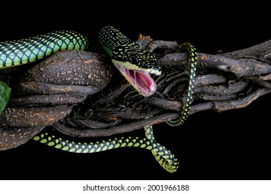 2,270 Snakes Kills Images, Stock Photos & Vectors | Shutterstock