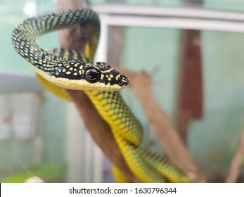 Flying Snakes Usually Live In Trees, And Are Found In Southeast Asia.