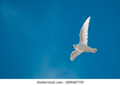 Flying Snow Petrel