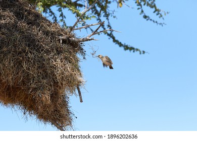 A flying sociable weaver building the nest - Shutterstock ID 1896202636