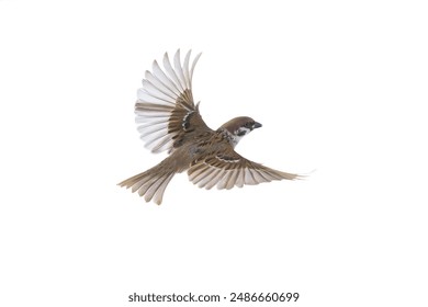 flying sparrow isolated on white background - Powered by Shutterstock