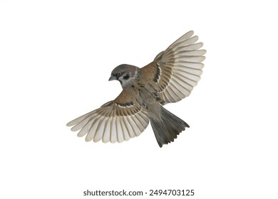 flying sparrow isolated on white background