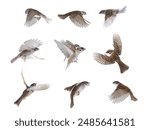 flying sparrows isolated on white background