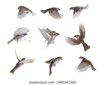 flying sparrows isolated on white background