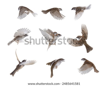 flying sparrows isolated on white background