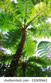 Flying Spider Monkey Tree Fern In Okinawa, Japan