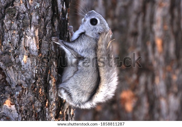 A flying squirrel climbs a tree.  Russia,\
Buryatia, Bauntovsky\
district.