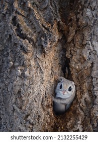 Flying Squirrel Coming Out Of The Burrow