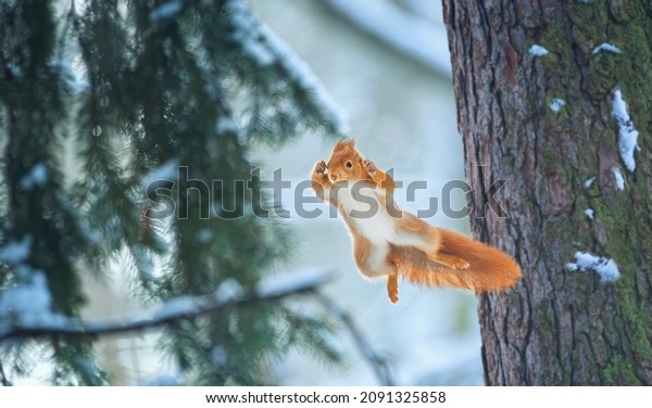 Flying\
squirrel jumps from tree to tree, the best\
photo.