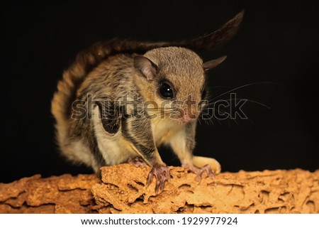 A flying squirrel (Lomys horsfieldi) is hunting for termites on weathered wood. These animals are nocturnal or active at night.  ストックフォト © 