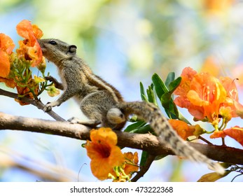FLYING SQUIRREL ON THE TREE.
