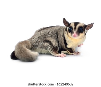 Flying Squirrel, Sugarglider Isolated On White