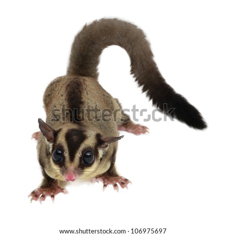 Flying squirrel, Sugarglider isolated on white