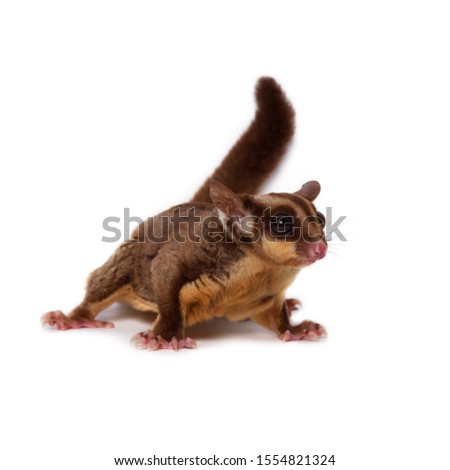 Flying squirrel, Sugarglider isolated on white.