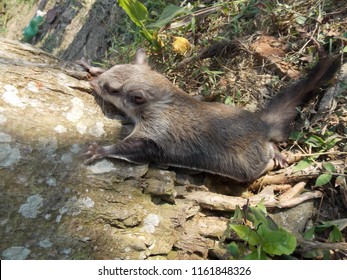 Flying Squirrel(scientifically Known As Pteromyini Or Petauristini) 