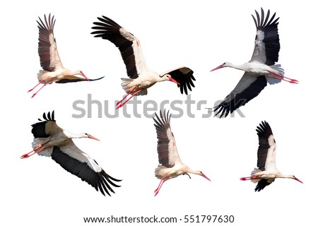 Flying Stork (Ciconia ciconia) isolated on white background