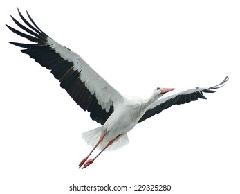 Flying Stork Isolated On White Background