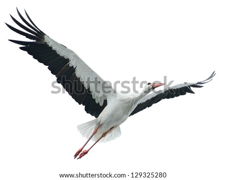 Flying stork isolated on white background