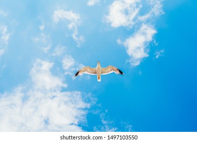 flying stork on blue sky with white clouds background