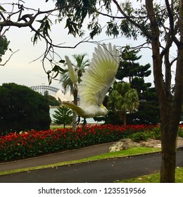 Flying Sulphur crested cockatoo  in the Royal botanic gardens with the opera house and the sydney harbour bridge in the background - Powered by Shutterstock