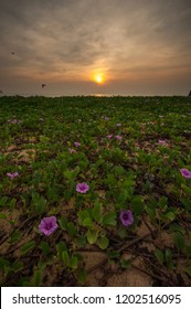 Flying Swallow Or Swift Bird During Oceanic Sunrise With Foreground Of Pink Flowers At Green Carpet Leaves