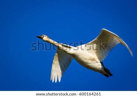 Similar – Foto Bild Starten und Landen von der Düne