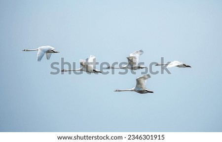 Flying swans in the blue sky. Waterfowl at the nesting site. A flock of swans walks on a blue lake.