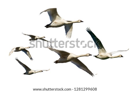 Similar – Image, Stock Photo flying Birds on the ice lake