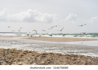 Flying Swarm Of Seagulls At A Beautiful Beach Of The Baltic Sea In Germany