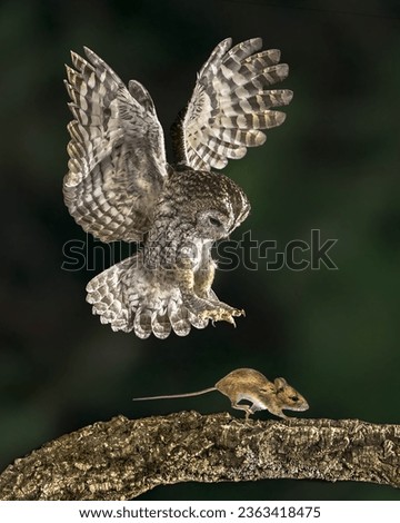 Flying Tawny owl (Strix aluco) catching mouse. This predator bird is on the lookout and hunting for mice. Wildlife scene of nature in Europe.