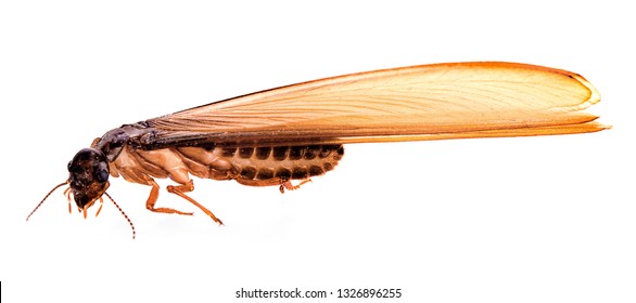 Flying Termite On White Background
