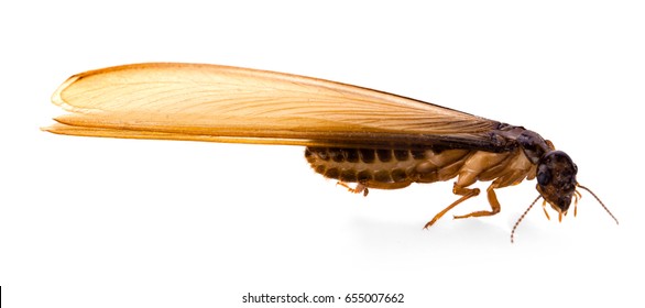 Flying Termite On White Background
