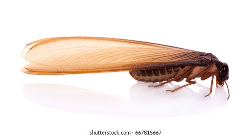 Flying Termite On White Background