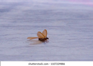 Flying Termite Swarmer