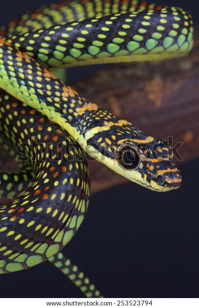 Flying tree snake /\
Chrysopelea paradise