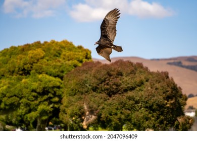 Flying Turkey Vulture (Cathartes Aura). Wildlife Photography.	