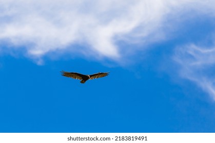 Flying Turkey Vulture In The Sky. Turkey Vulture, Cathartes Aura, Flying Overhead In North America Vancouver Island. Travel Photo, Copy Space For Text, No People, Ornitology Concept