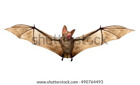 Flying Vampire bat isolated on white background, 