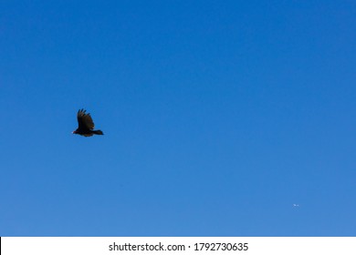 Flying Vulture Agains Bright Blue Sky