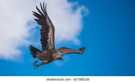 Flying Vulture In Blue Sky